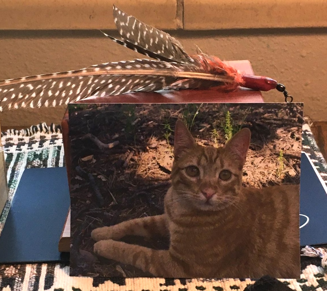 Photo of orange tabby cat with feathers on top of memorial box with ashes